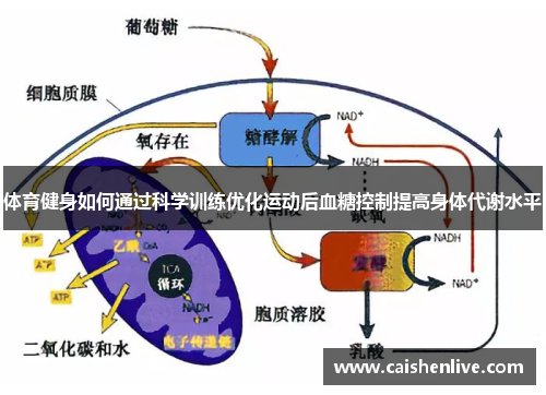 体育健身如何通过科学训练优化运动后血糖控制提高身体代谢水平